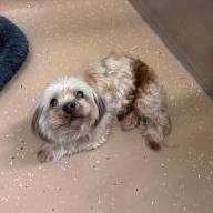 Enlarge Oliver, a ADOPTABLE mixed breed in Allen, TX image 1/1