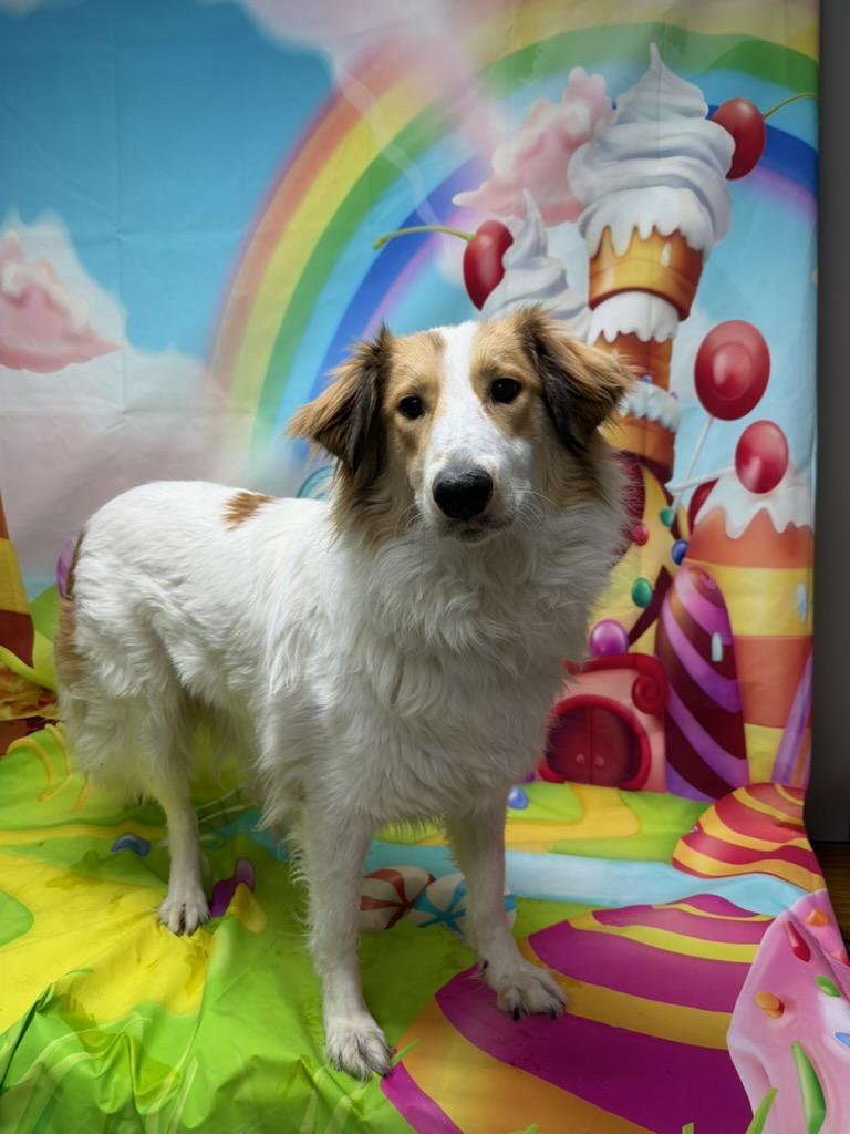 Enlarge Lassie, an adopted Collie in Urbana, OH image 2/2