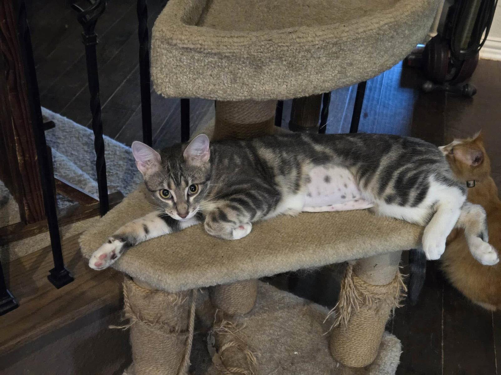 Sonny, Adoptable, Adult Female Domestic Short Hair.