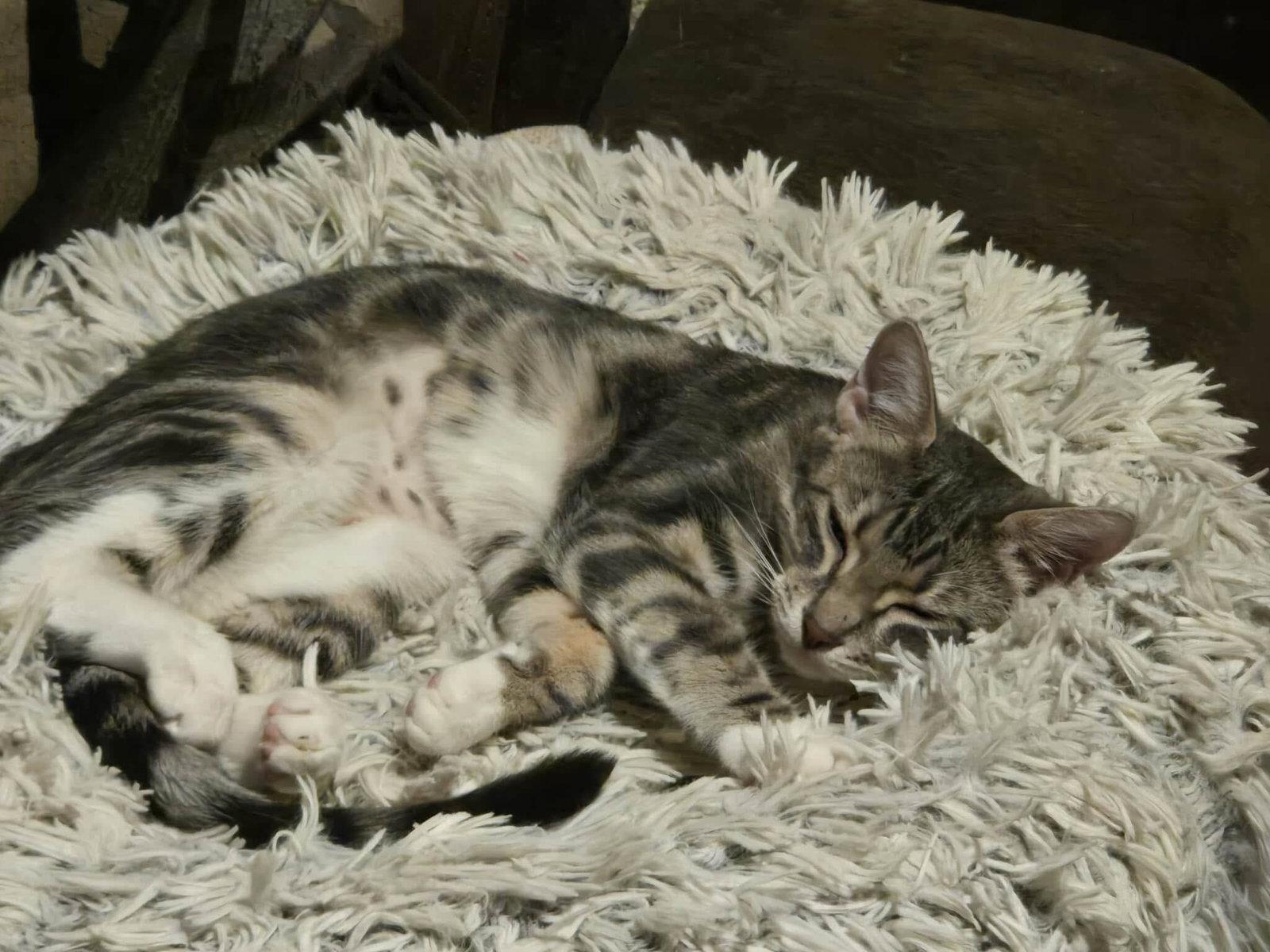 Enlarge Sonny, a Adoptable Domestic Short Hair in McKinney, TX image 2/3