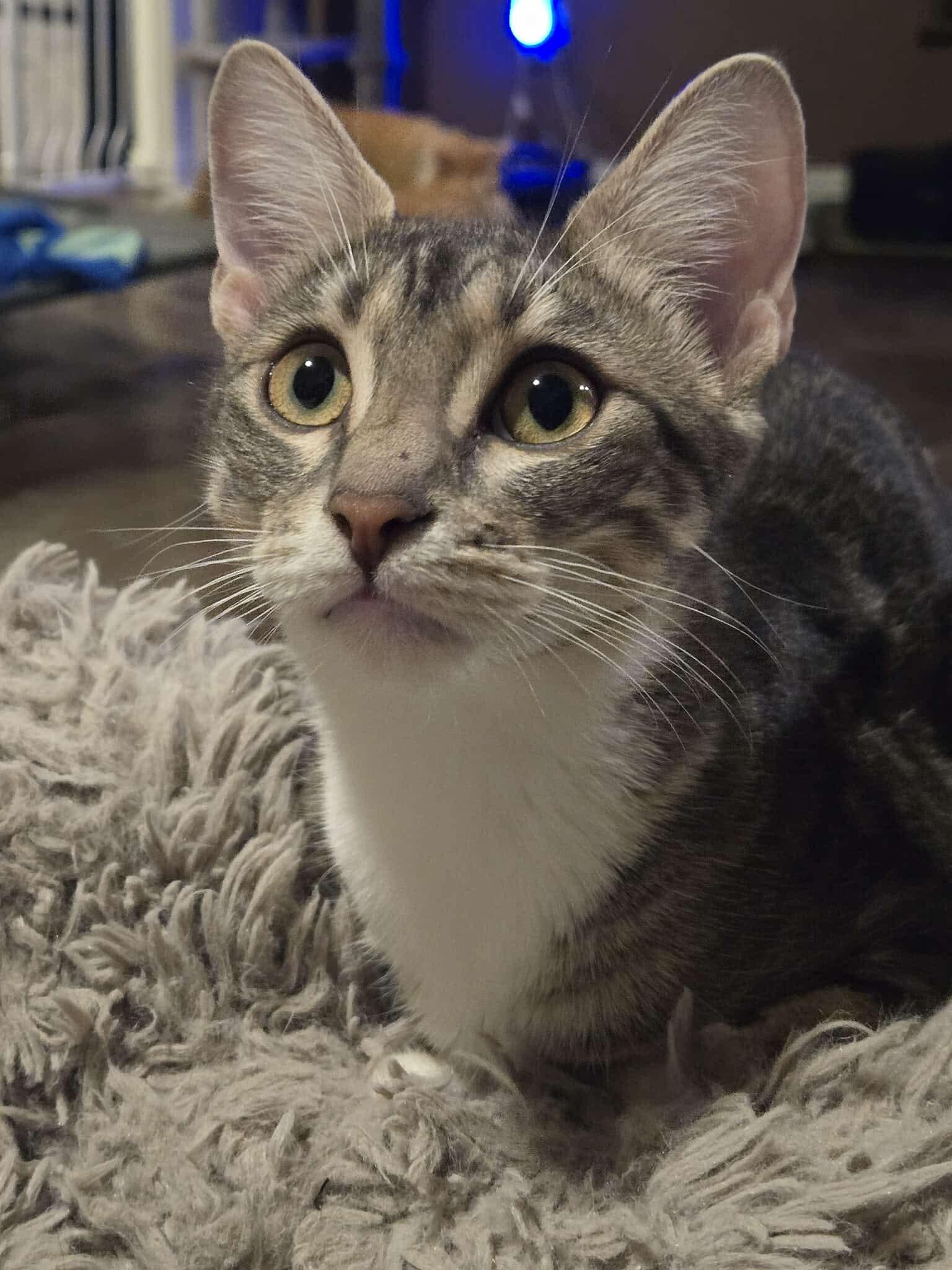 Enlarge Sonny, a Adoptable Domestic Short Hair in McKinney, TX image 3/3