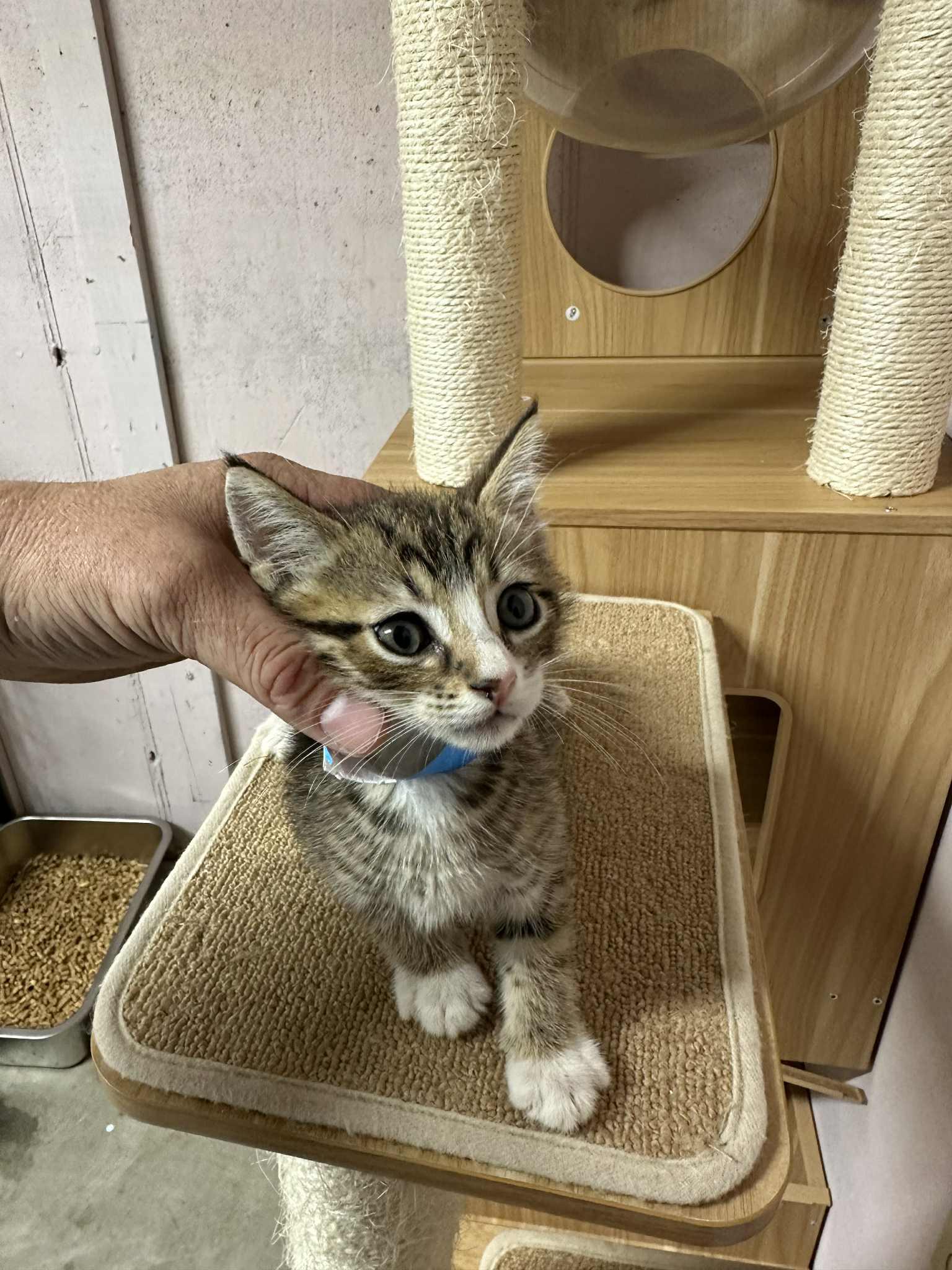 Blue, Adoptable, Kitten Male Domestic Short Hair & Tabby.