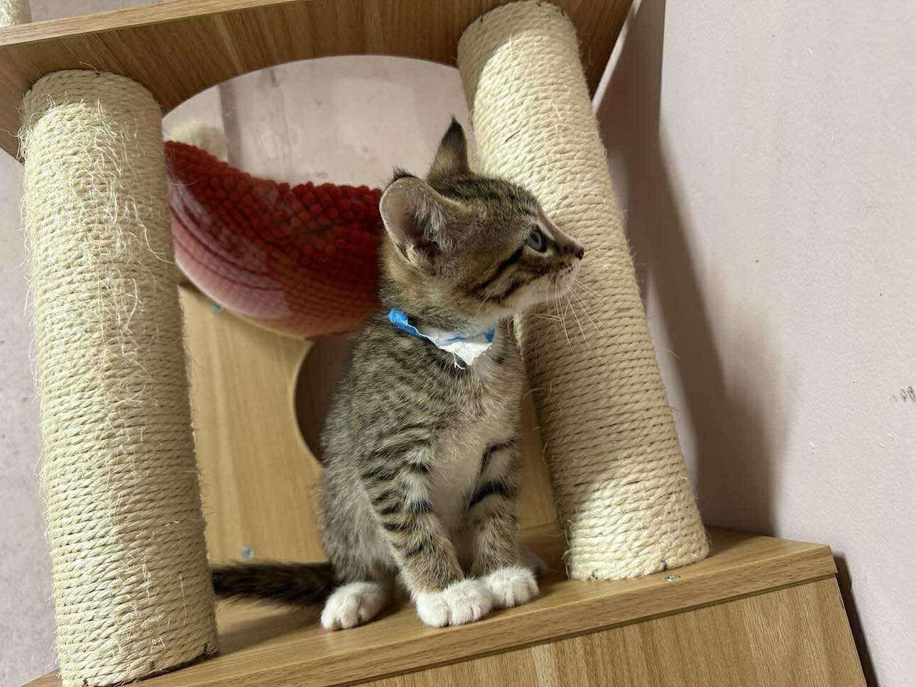 Enlarge Blue, a Adoptable mixed breed in Stover, MO image 2/2