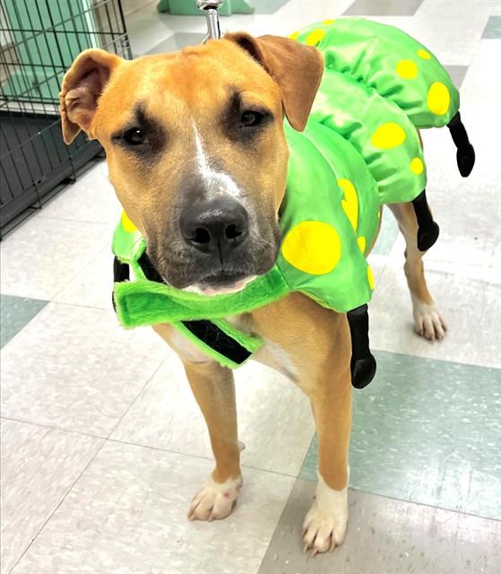 Enlarge CALI, a Adoptable mixed breed in Oklahoma City, OK image 1/1