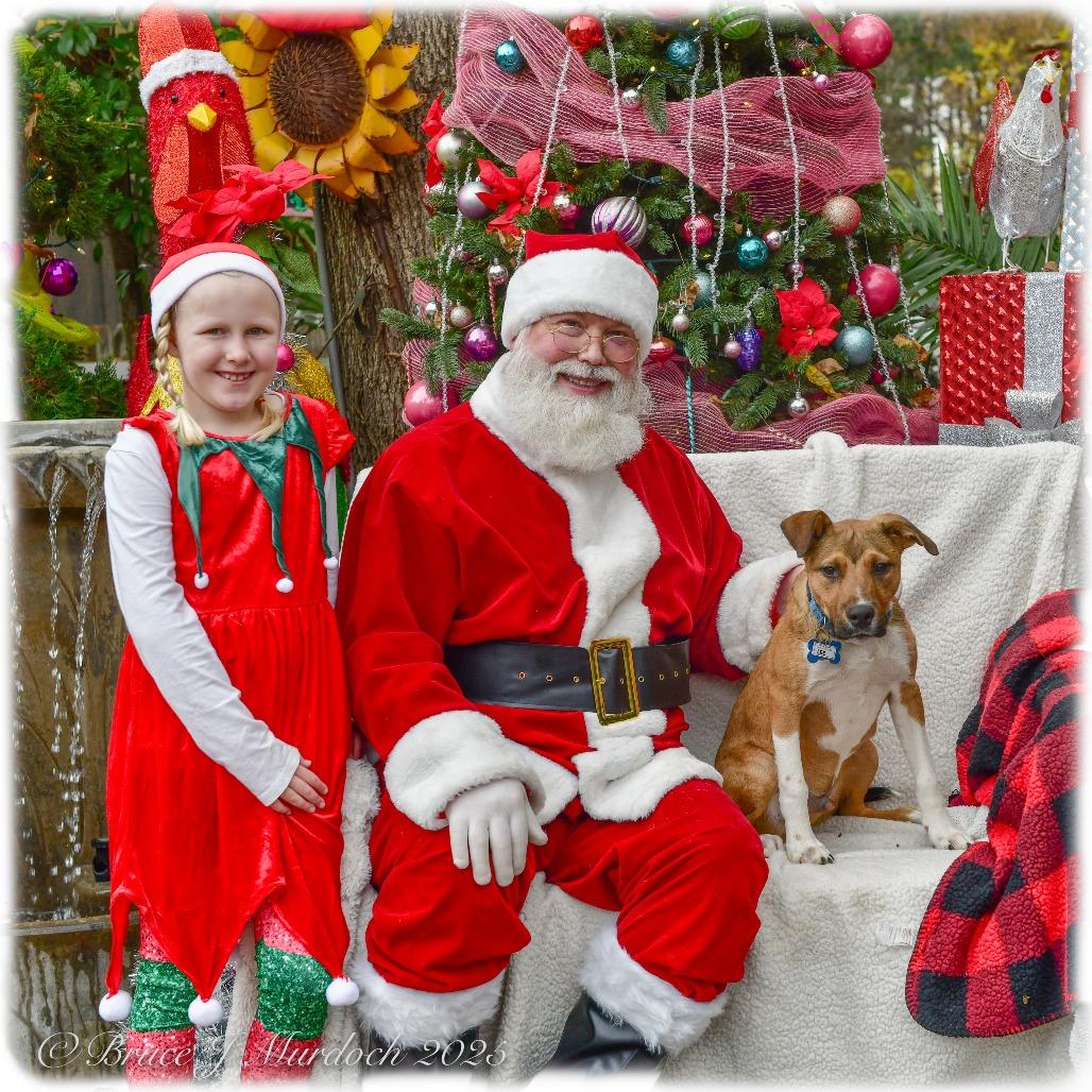 Enlarge Lee, a Adoptable Hound in Wake Forest, NC image 1/6