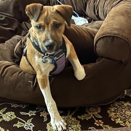 Enlarge Lee, a Adoptable Hound in Wake Forest, NC image 2/6