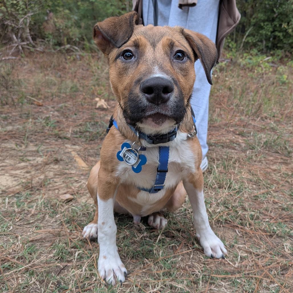 Enlarge Lee, a Adoptable Hound in Wake Forest, NC image 3/6