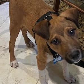 Enlarge Lee, a Adoptable Hound in Wake Forest, NC image 4/6