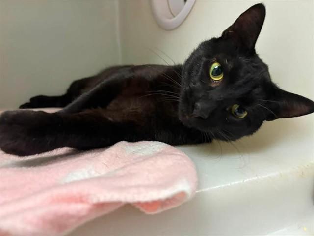 DENZEL, Adoptable, Adult Male Domestic Short Hair.