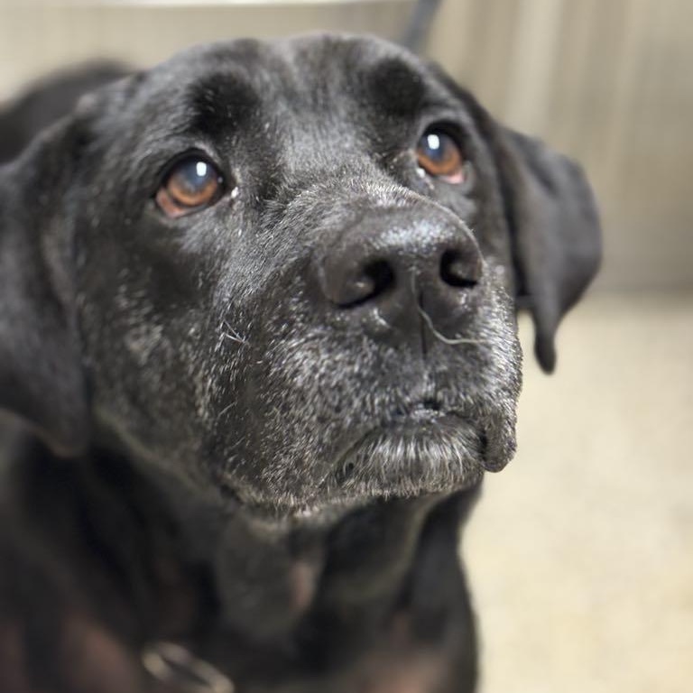 Callie!, Adult Female Black Labrador Retriever