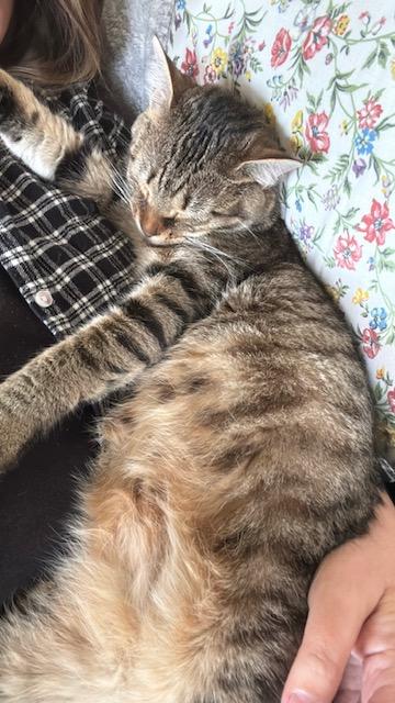 Andie, Adoptable, Young Female Domestic Short Hair & Domestic Short Hair.