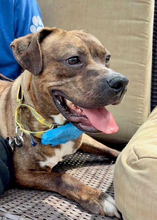 Tiger, Adoptable, Adult Male Pit Bull Terrier.