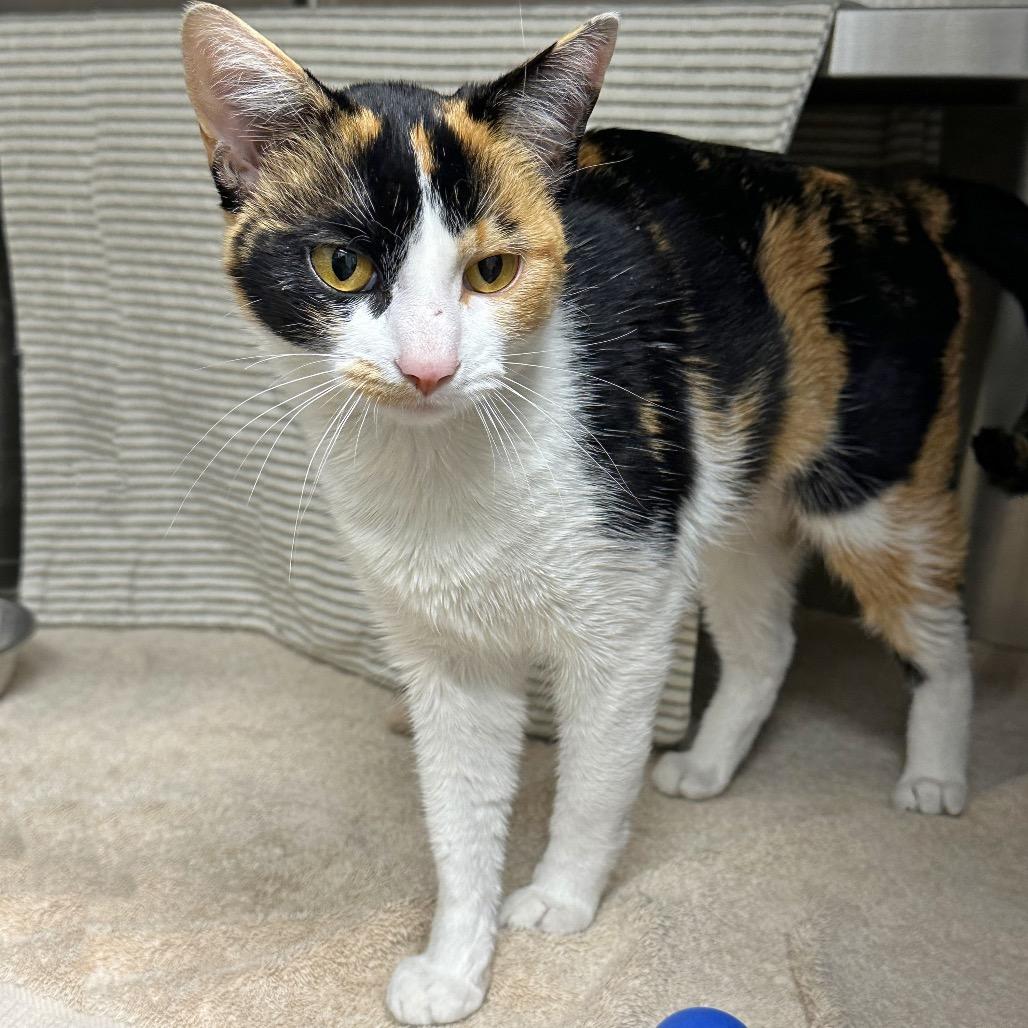 Fable, Adoptable, Adult Female Domestic Short Hair.