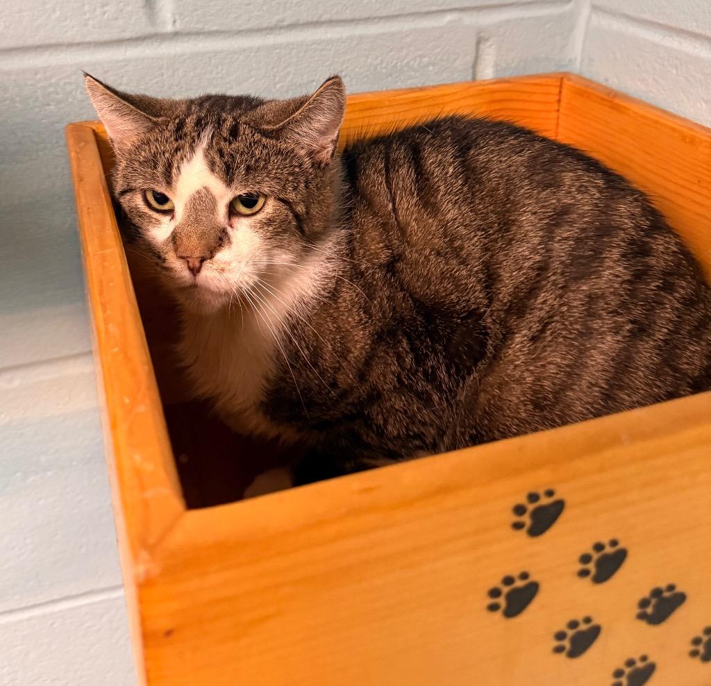 Mr. Sir, Adoptable, Adult Male Domestic Short Hair.