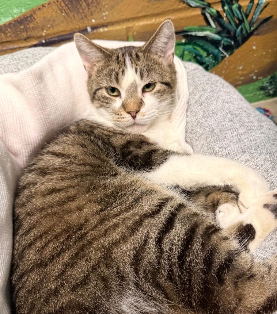 Mr. Sir, Adoptable, Adult Male Domestic Short Hair.