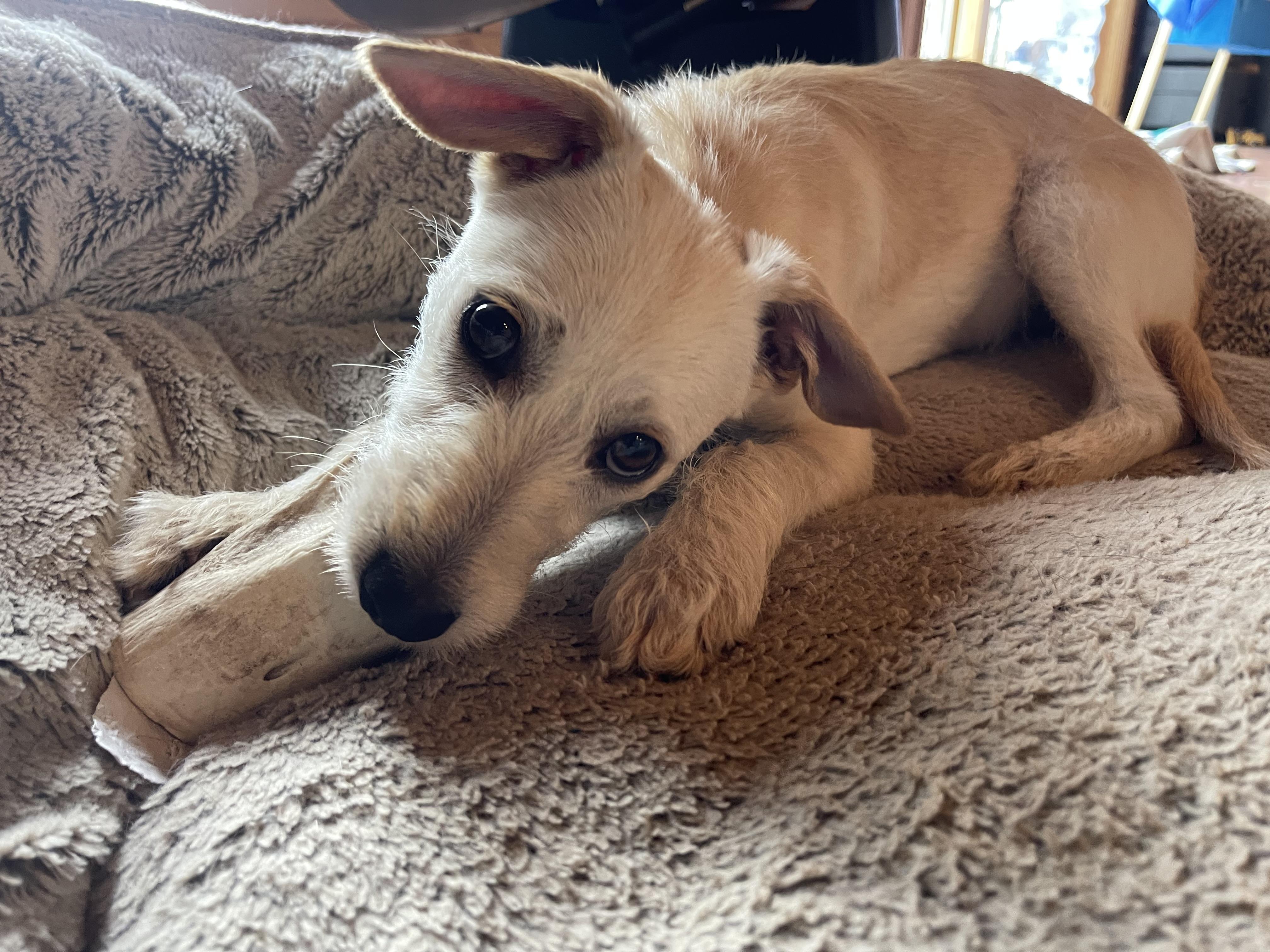 Enlarge Kendall, a ADOPTABLE mixed breed in Winter, WI image 3/3