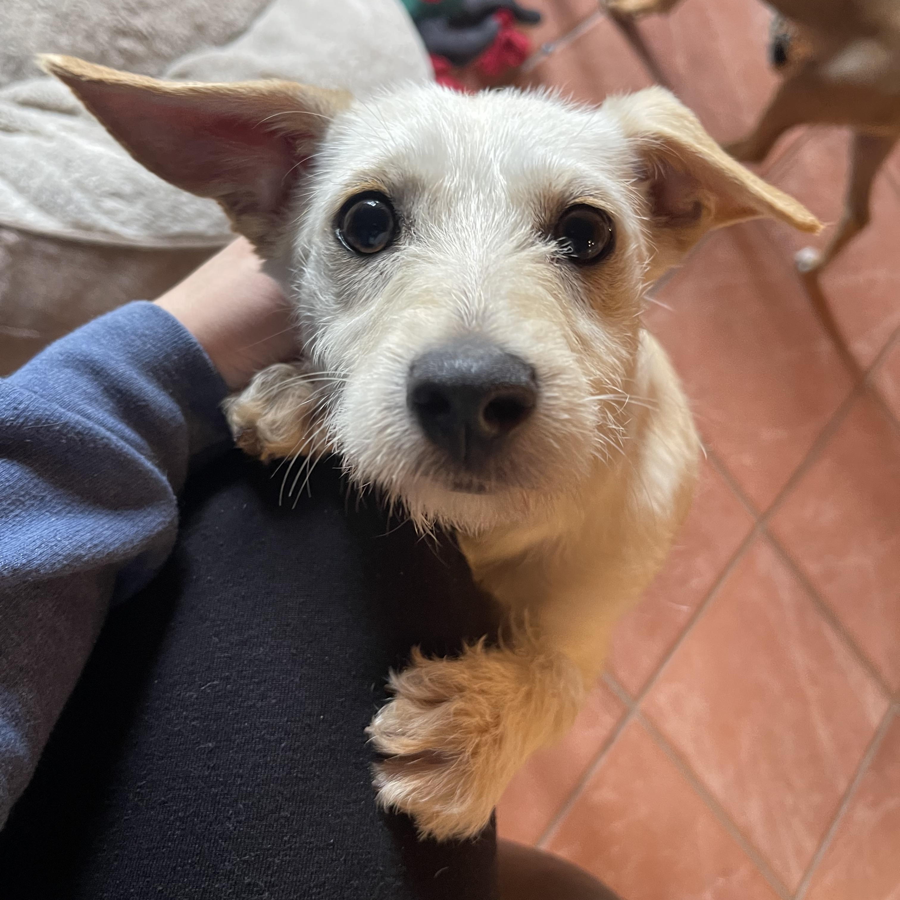 Enlarge Kendall, a ADOPTABLE mixed breed in Winter, WI image 2/3