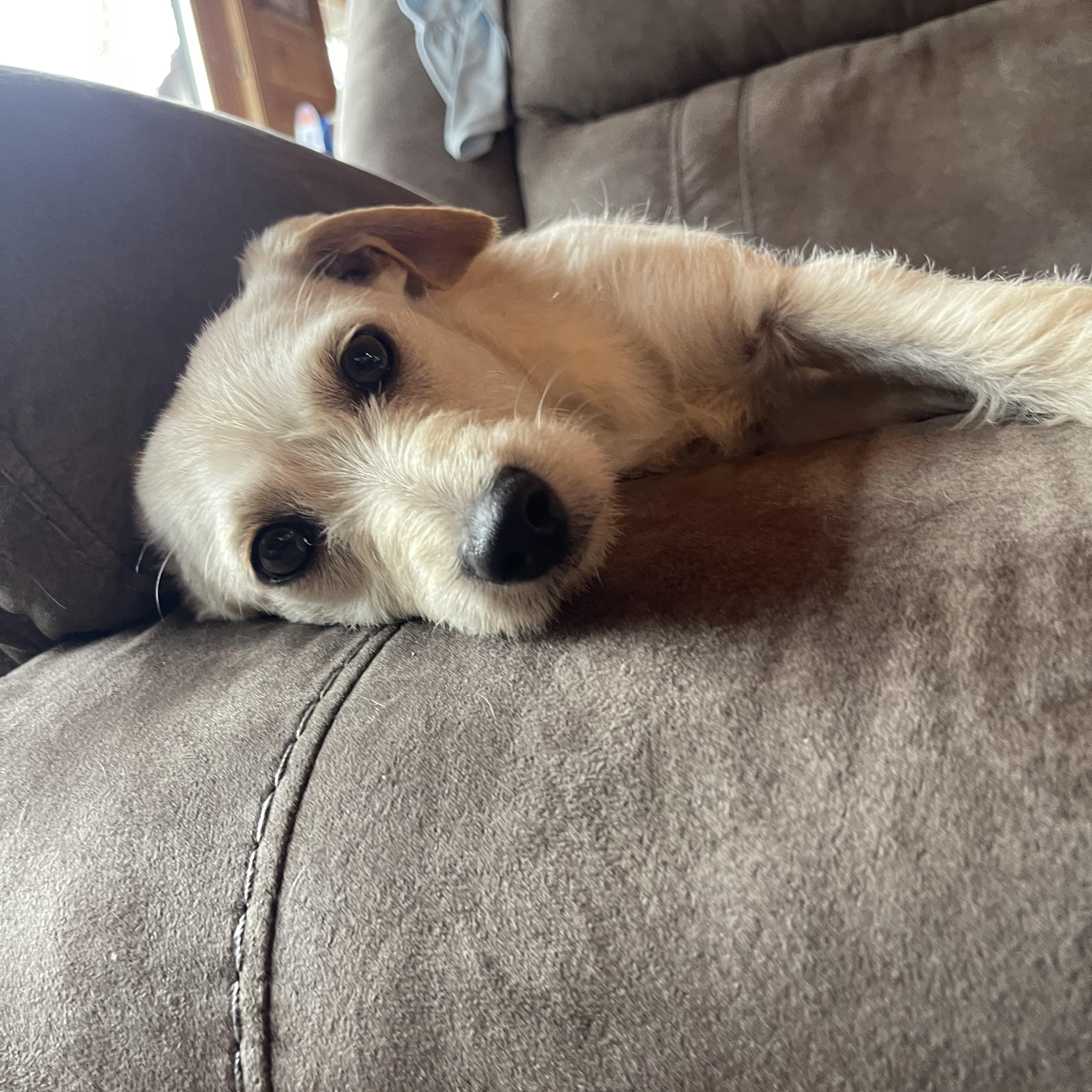 Enlarge Kendall, a ADOPTABLE mixed breed in Winter, WI image 1/3