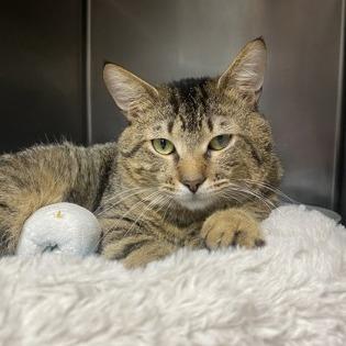 Riggs, Adoptable, Adult Male Domestic Short Hair.