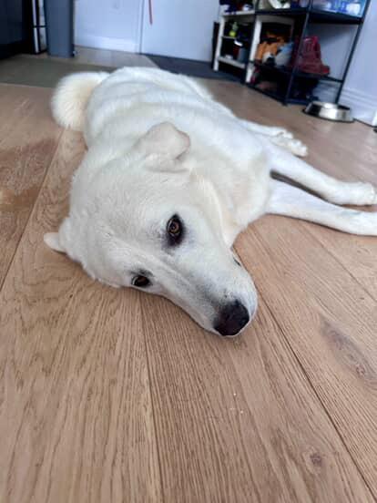 Olaf photo 4