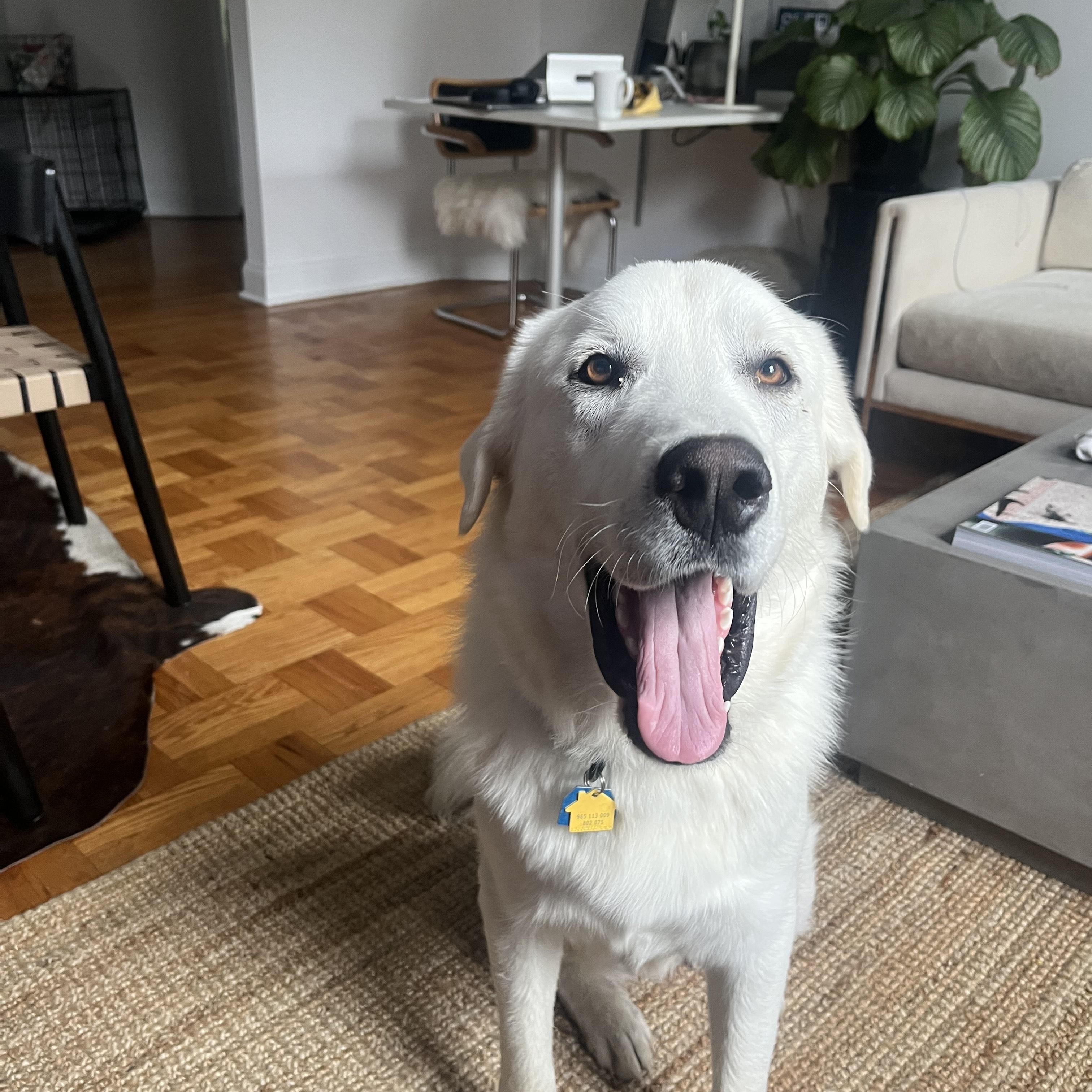 Olaf photo 3