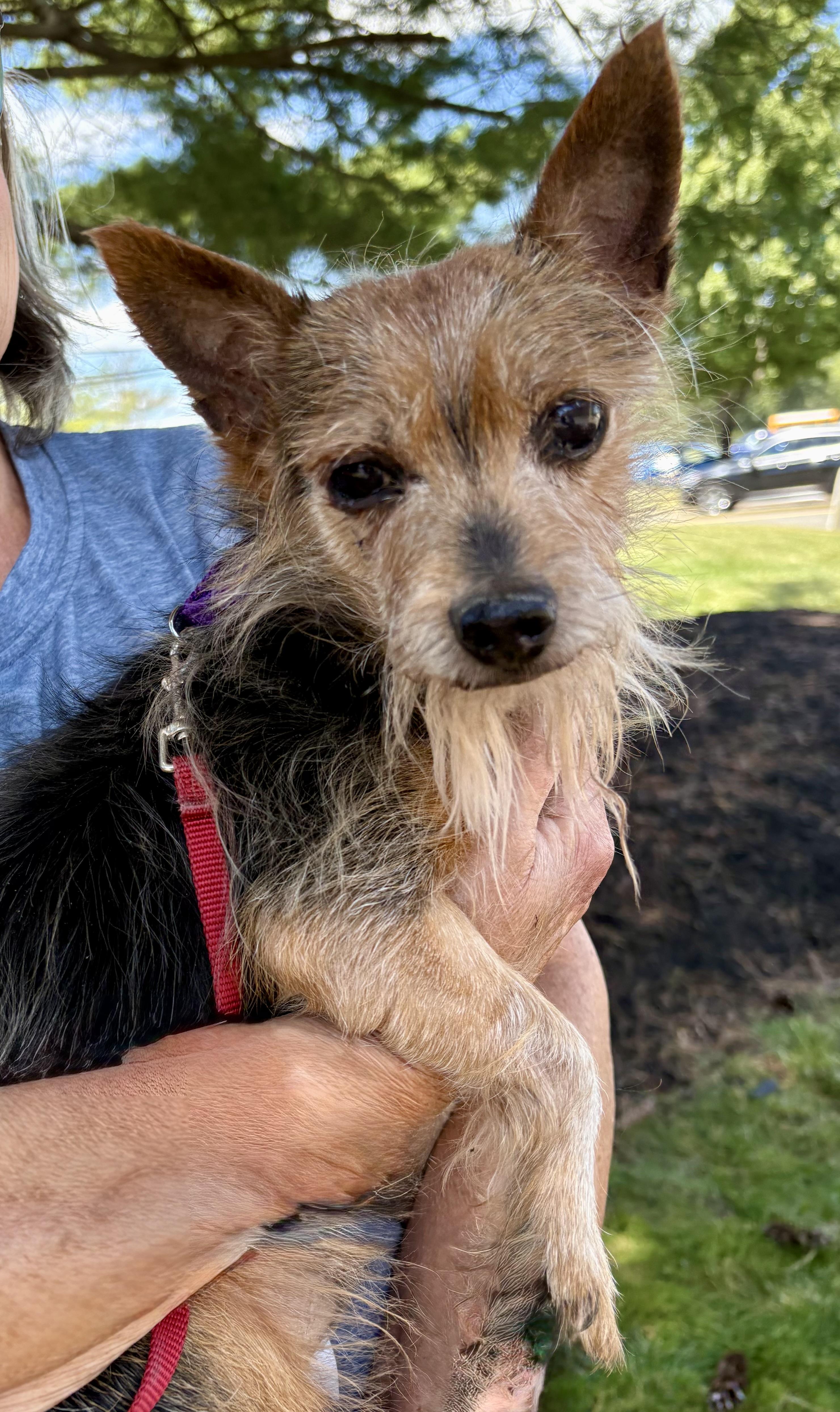 Enlarge Duke, a ADOPTABLE mixed breed in Warren, NJ image 5/6