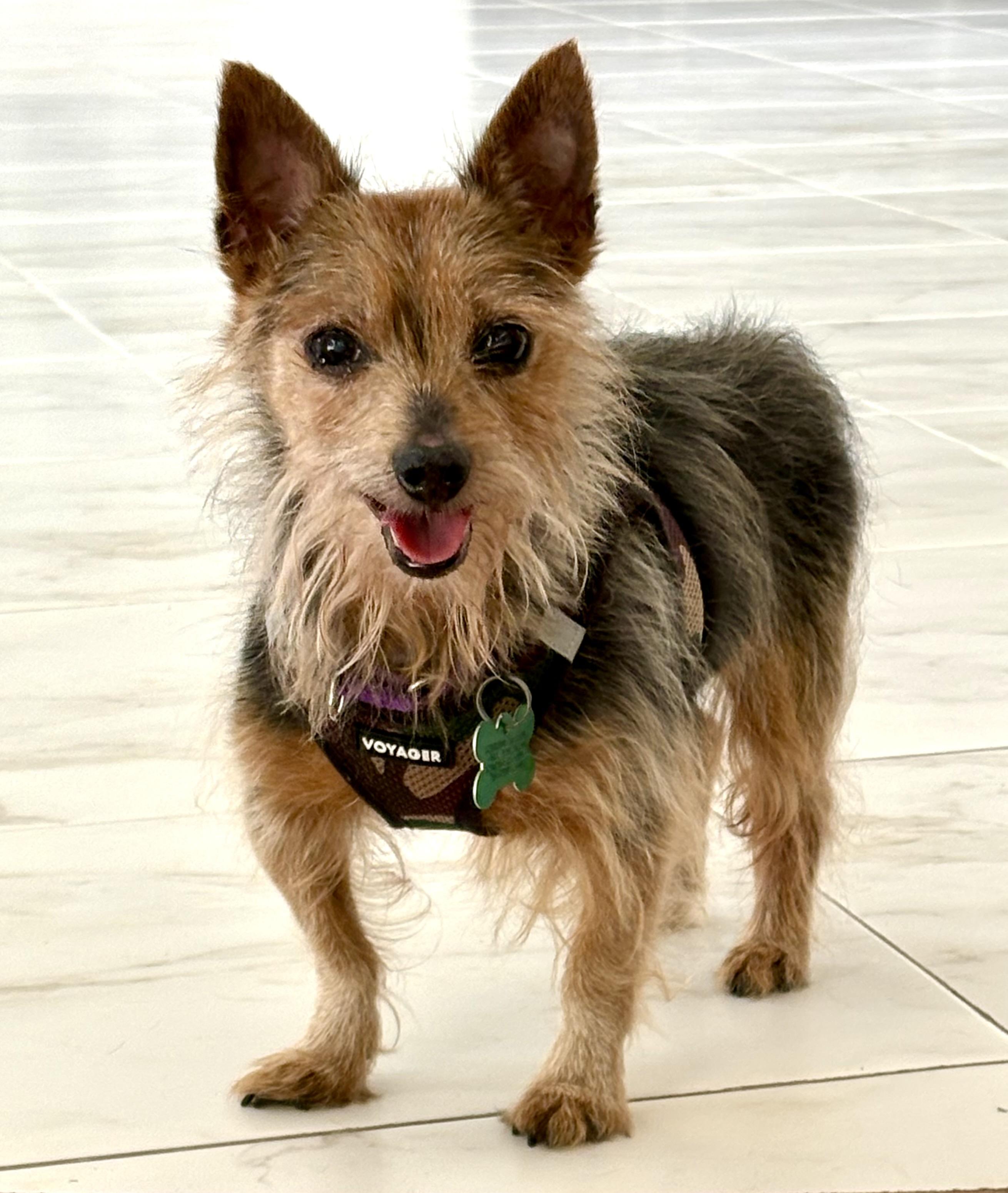 Enlarge Duke, a ADOPTABLE mixed breed in Warren, NJ image 2/6