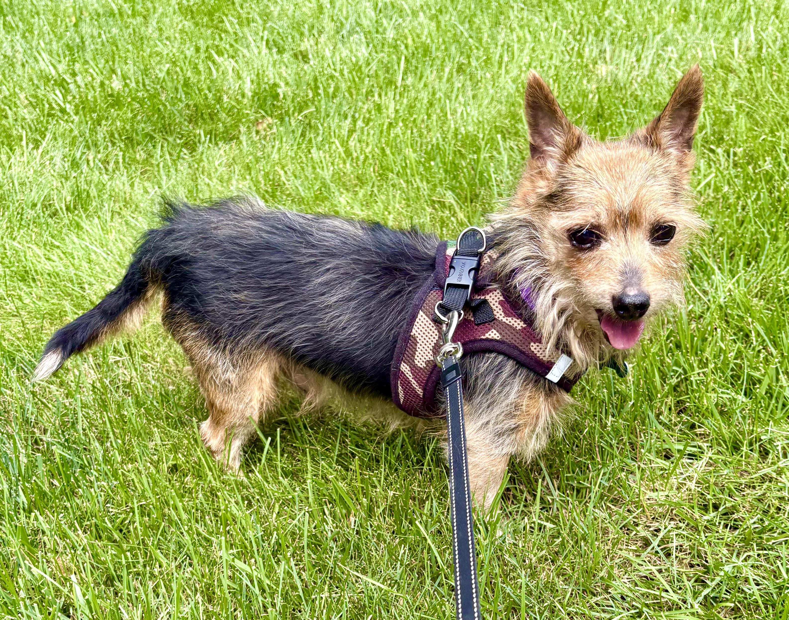 Enlarge Duke, a ADOPTABLE mixed breed in Warren, NJ image 3/6