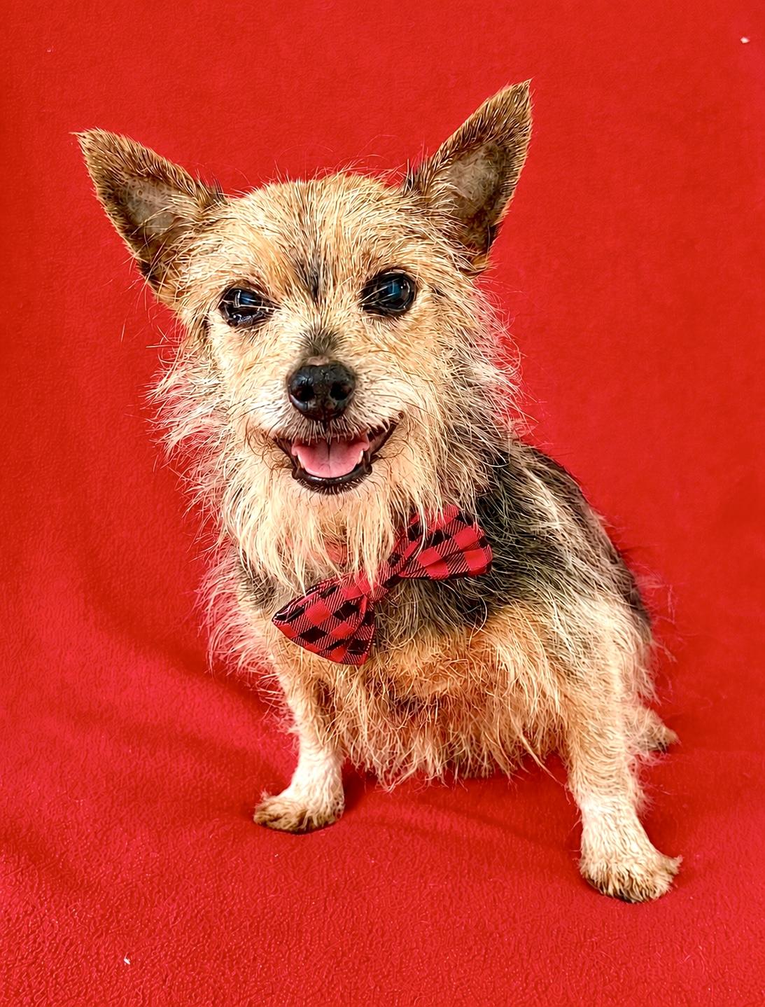 Enlarge Duke, a ADOPTABLE mixed breed in Warren, NJ image 4/6