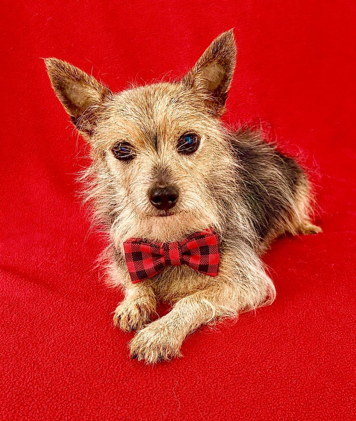 Enlarge Duke, a ADOPTABLE mixed breed in Warren, NJ image 1/6