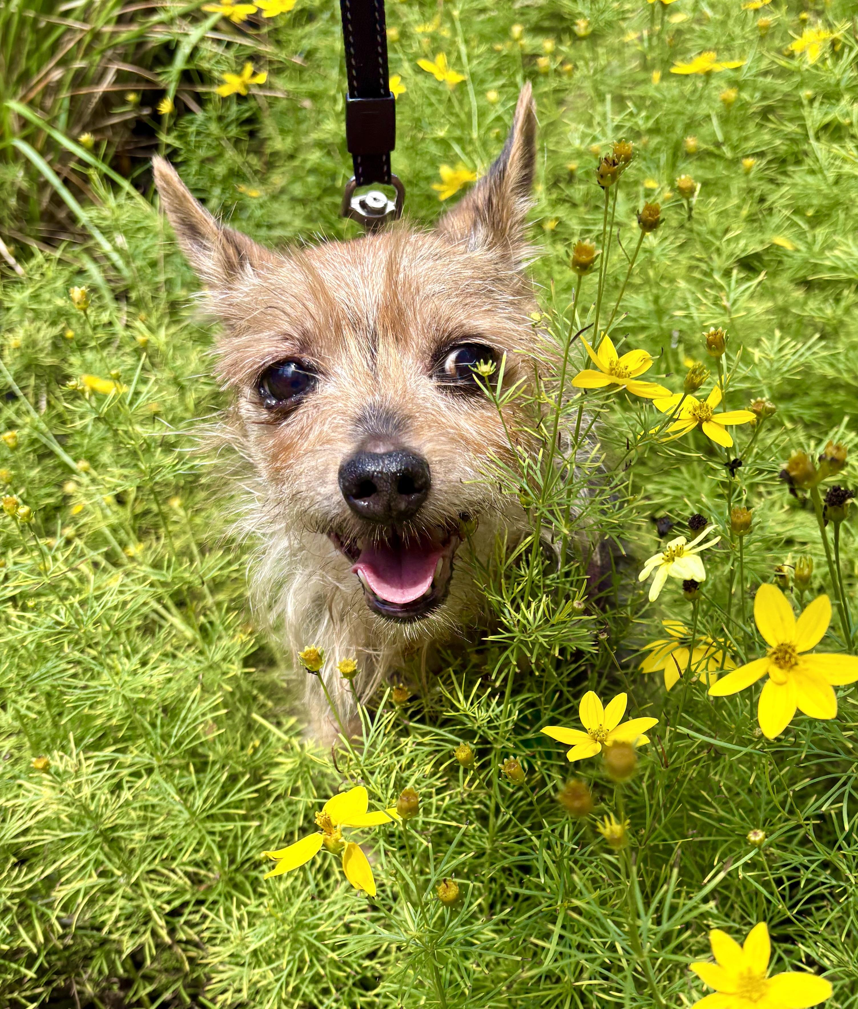 Enlarge Duke, a ADOPTABLE mixed breed in Warren, NJ image 6/6