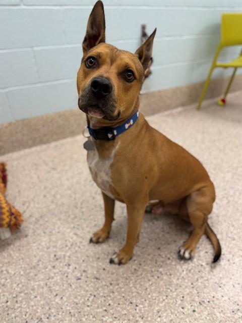 LALO, Adoptable, Adult Male Staffordshire Bull Terrier.
