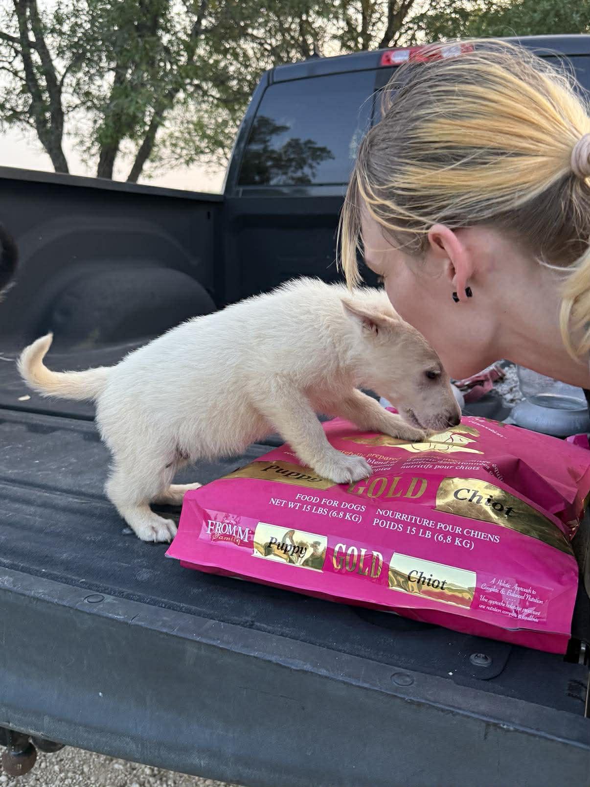 Enlarge White Shepherd Puppy, a ADOPTABLE German Shepherd Dog in Lockhart, TX image 4/6