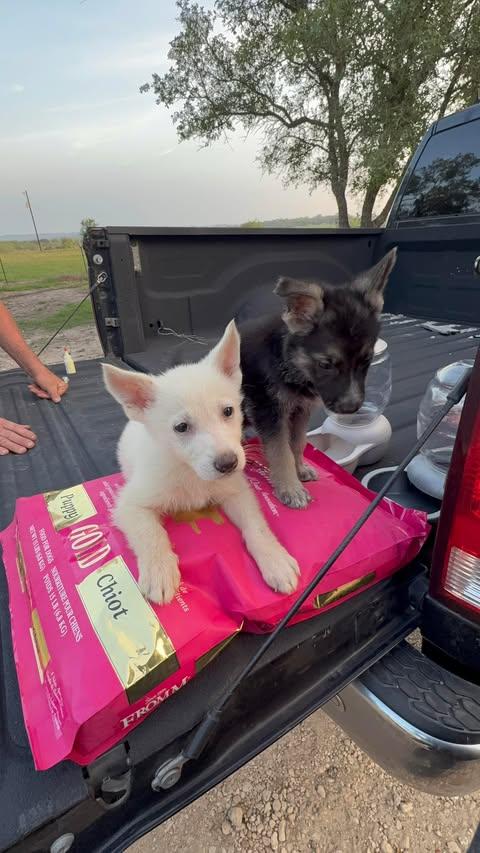 Enlarge White Shepherd Puppy, a ADOPTABLE German Shepherd Dog in Lockhart, TX image 2/6