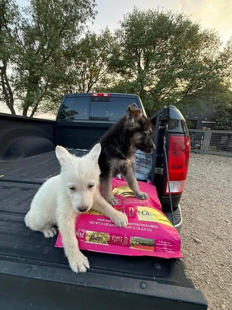 Enlarge White Shepherd Puppy, a ADOPTABLE German Shepherd Dog in Lockhart, TX image 3/6