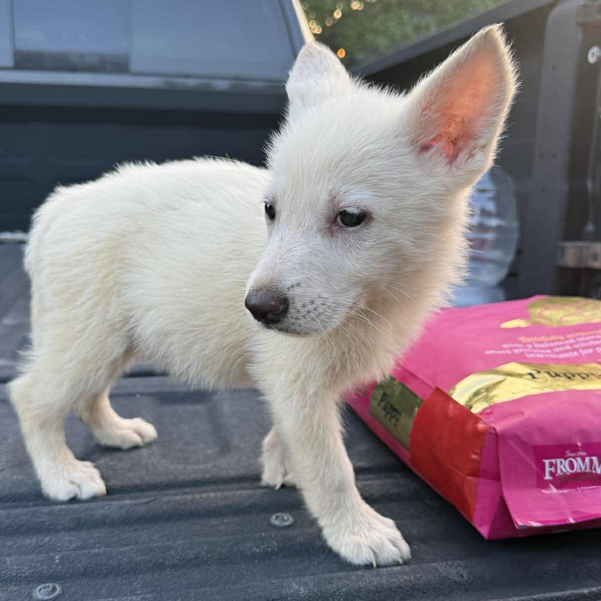 White Shepherd Puppy, ADOPTABLE, Puppy Male German Shepherd Dog.