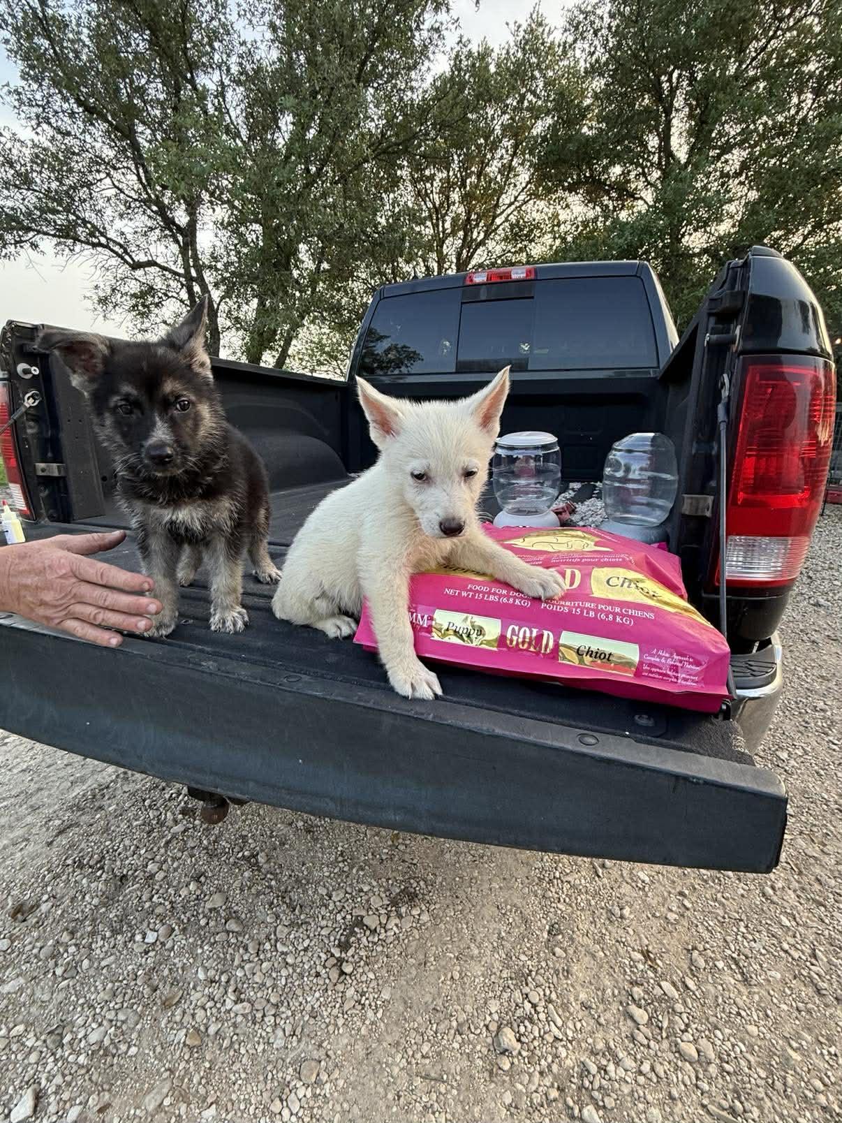 Enlarge White Shepherd Puppy, a ADOPTABLE German Shepherd Dog in Lockhart, TX image 6/6