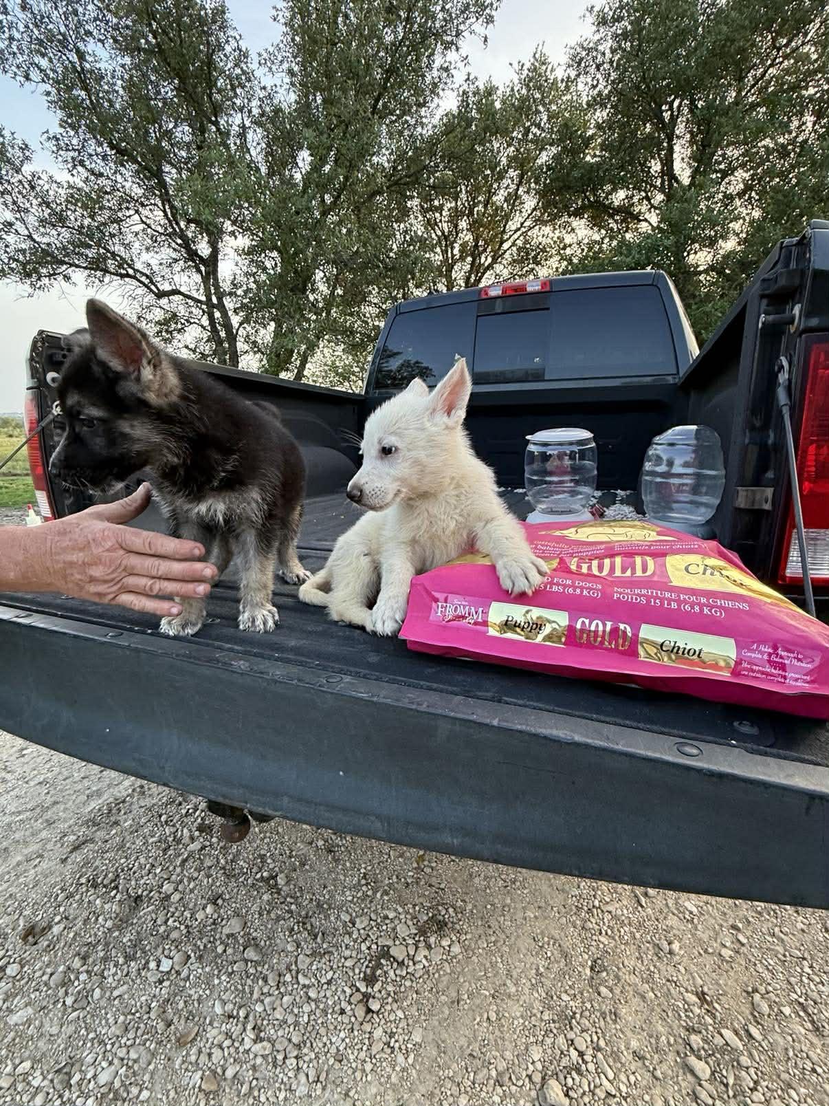 Enlarge White Shepherd Puppy, a ADOPTABLE German Shepherd Dog in Lockhart, TX image 5/6