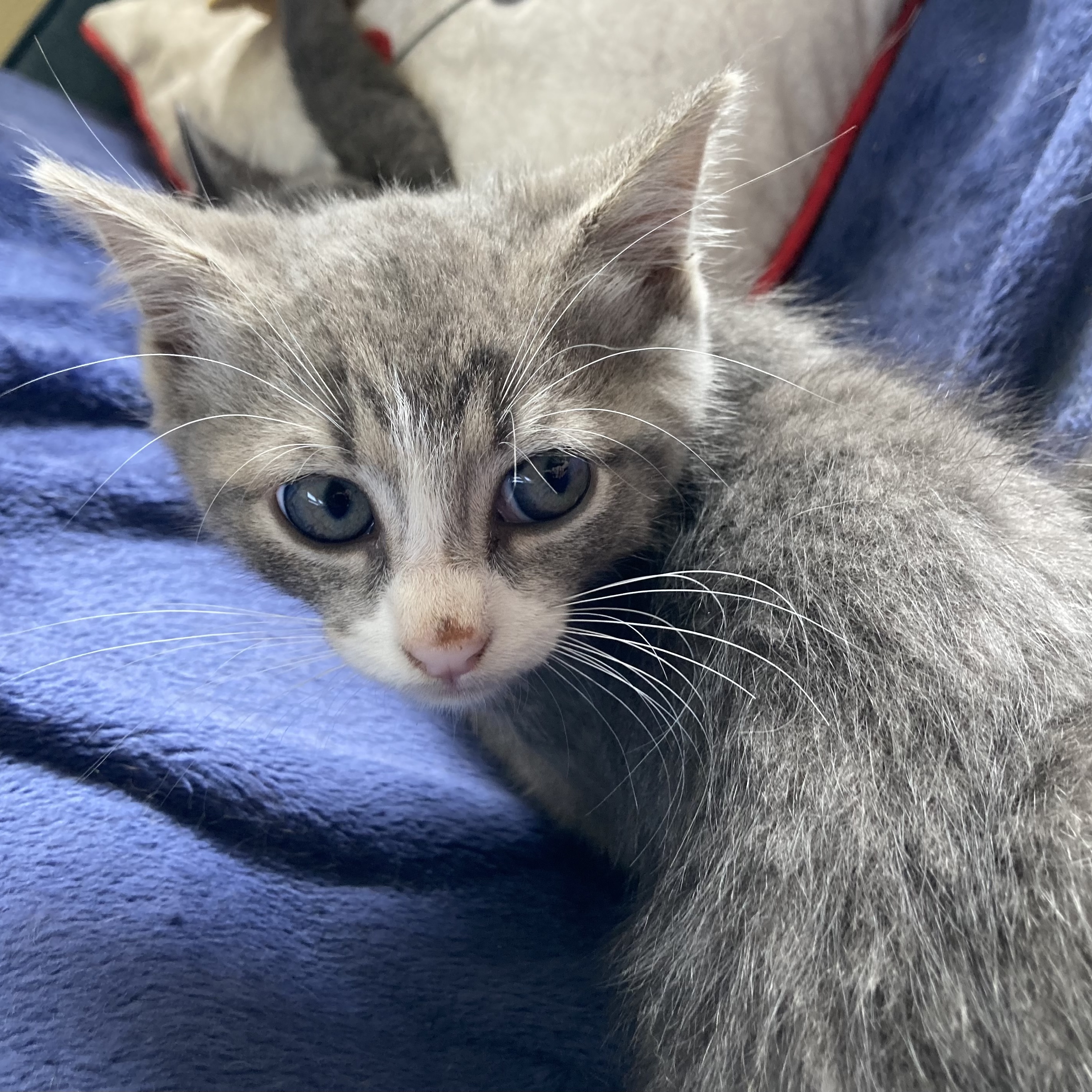 Louie, a Adoptable Domestic Short Hair in Pittstown, NJ image 4/6