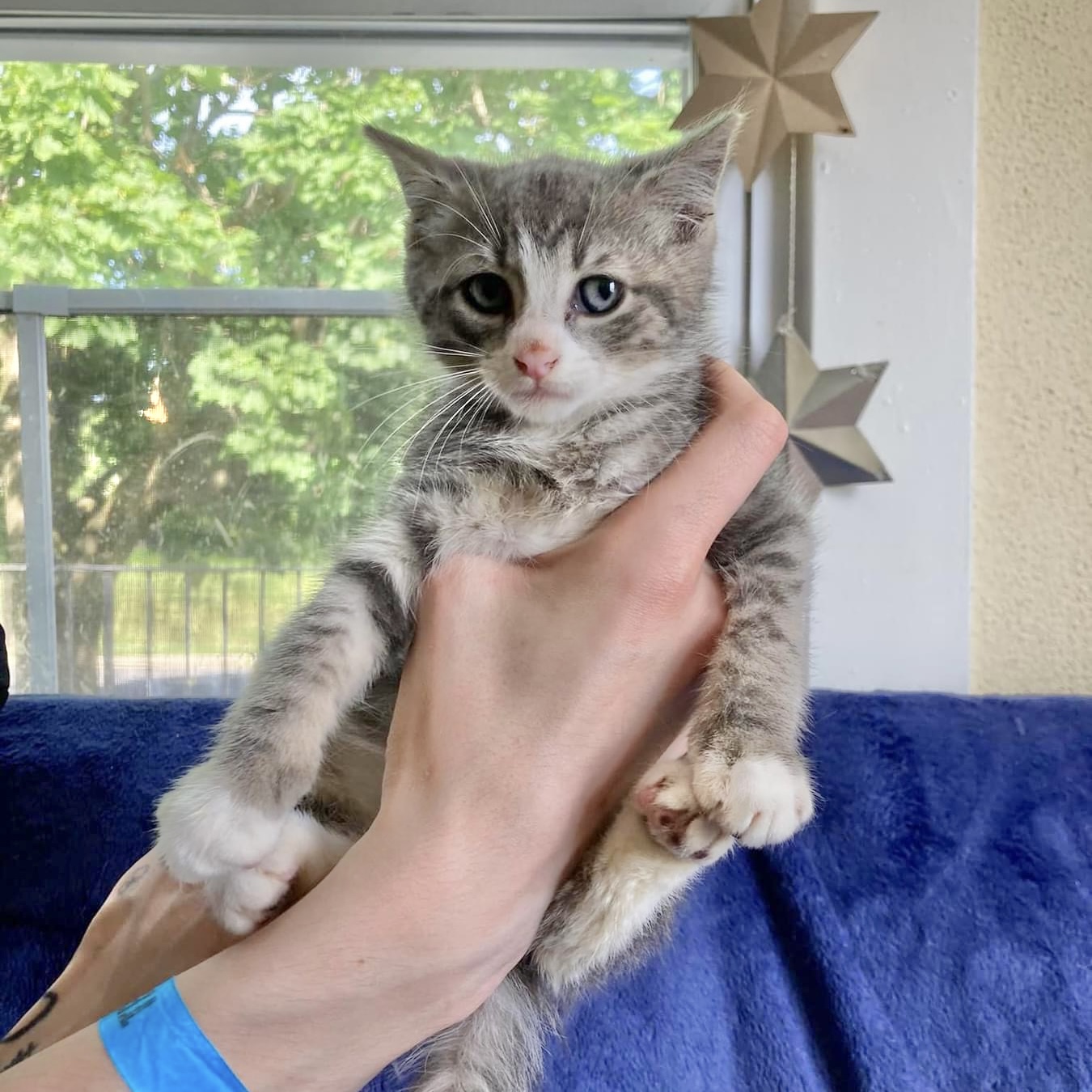 Louie, a Adoptable Domestic Short Hair in Pittstown, NJ image 5/6