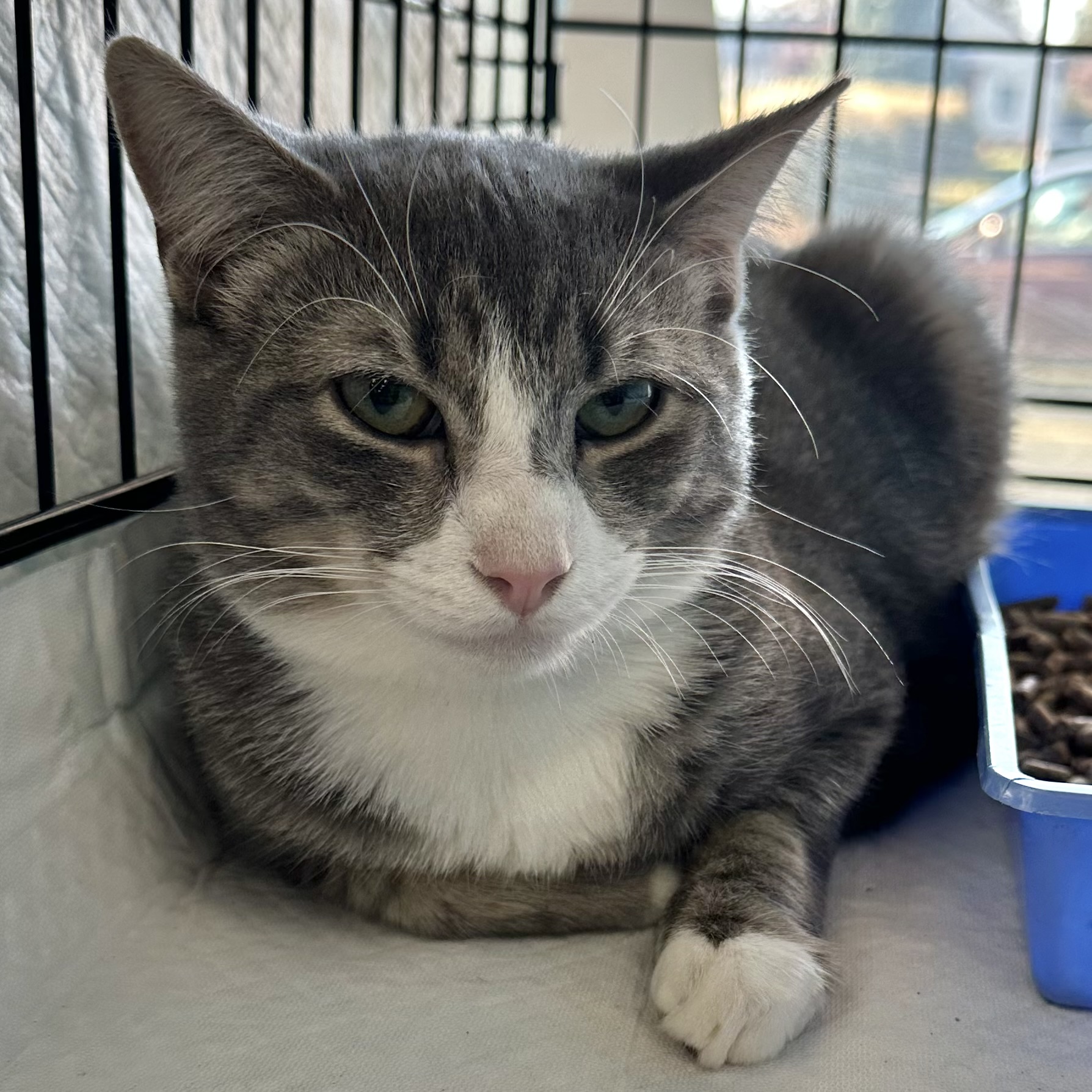 Louie, a Adoptable Domestic Short Hair in Pittstown, NJ image 2/6