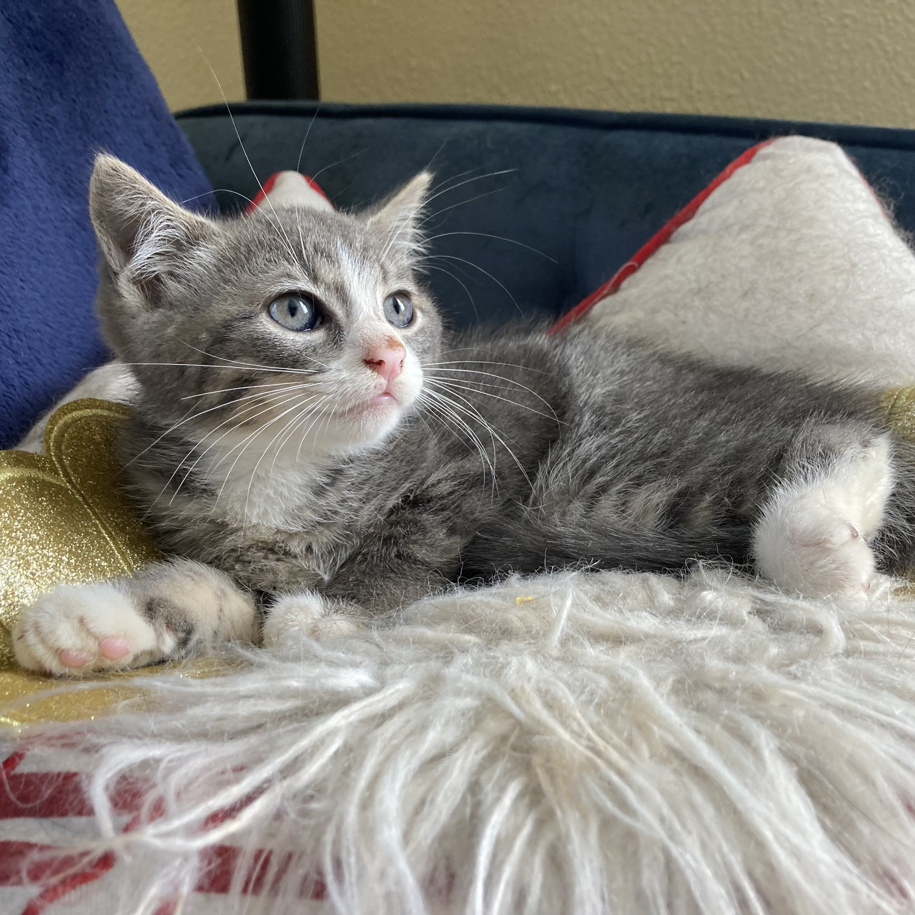 Louie, a Adoptable Domestic Short Hair in Pittstown, NJ image 3/6