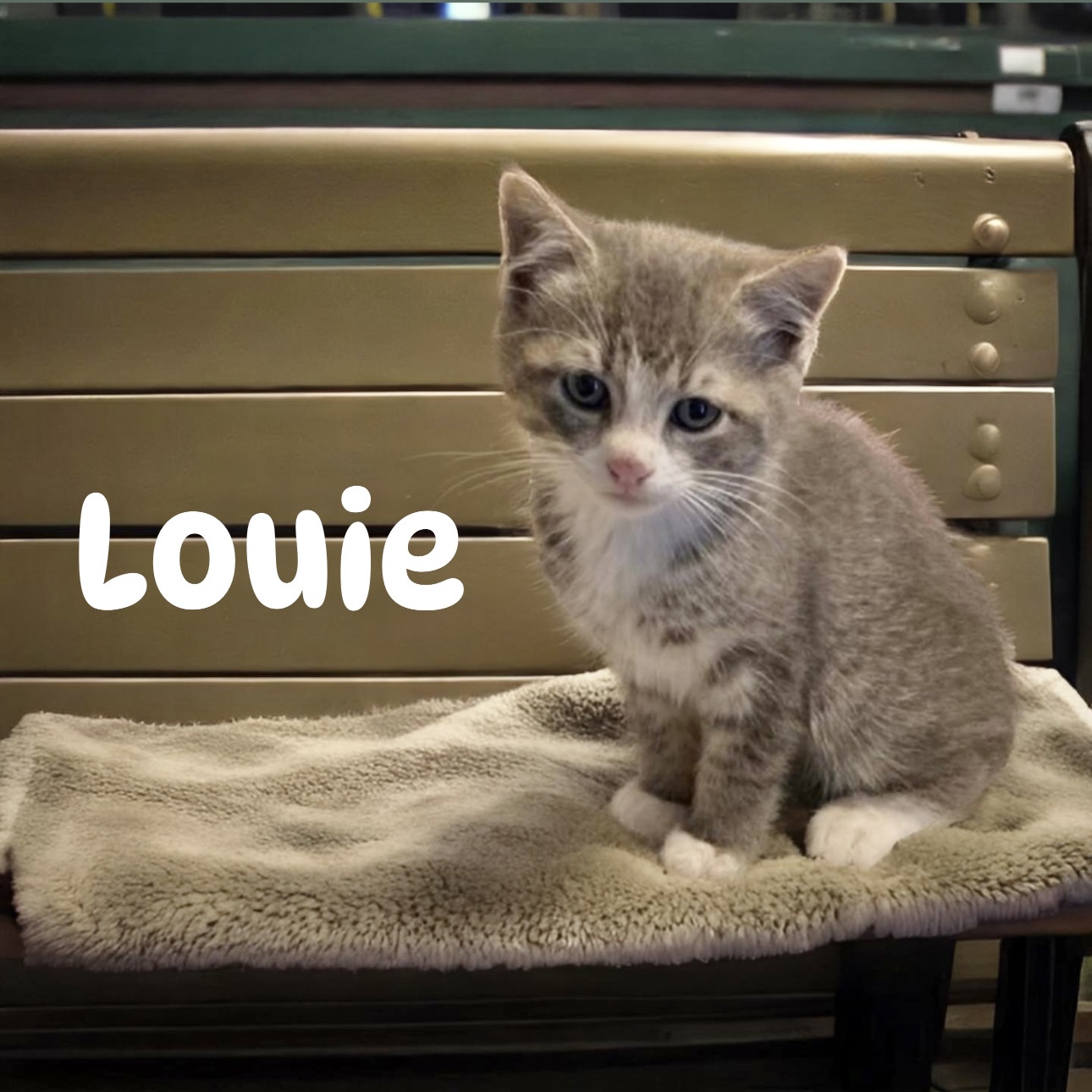Louie, a Adoptable Domestic Short Hair in Pittstown, NJ image 6/6