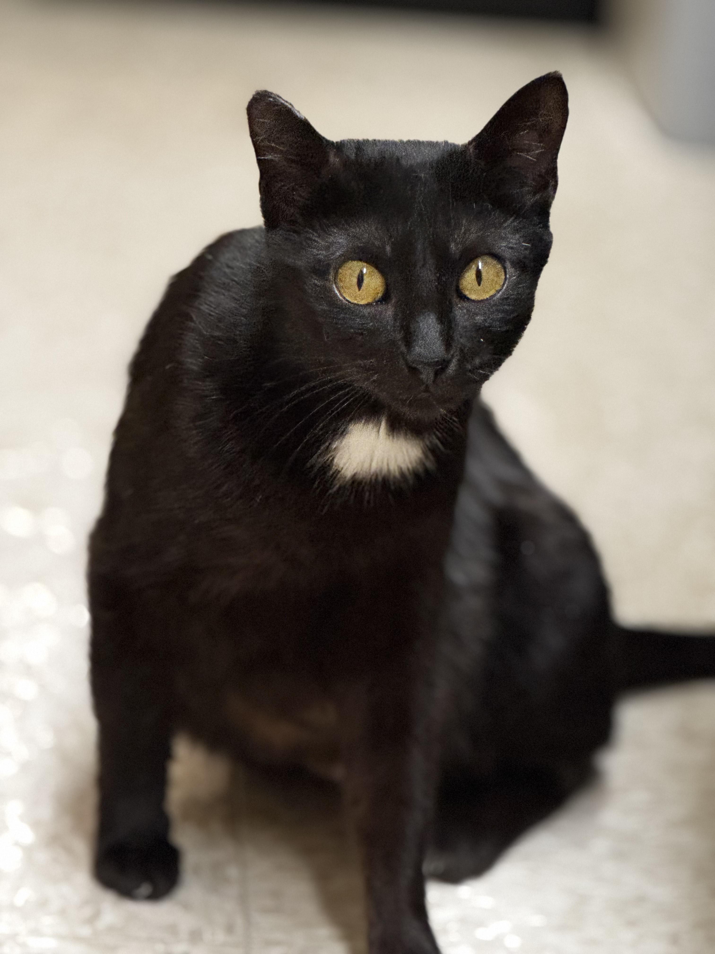 Frosty, Adult Female Domestic Short Hair