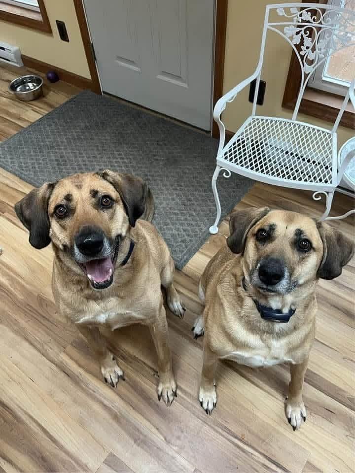 Enlarge Cowboy & Chloe **Courtesy Listing**, a Adoptable mixed breed in Peru, NY image 1/3