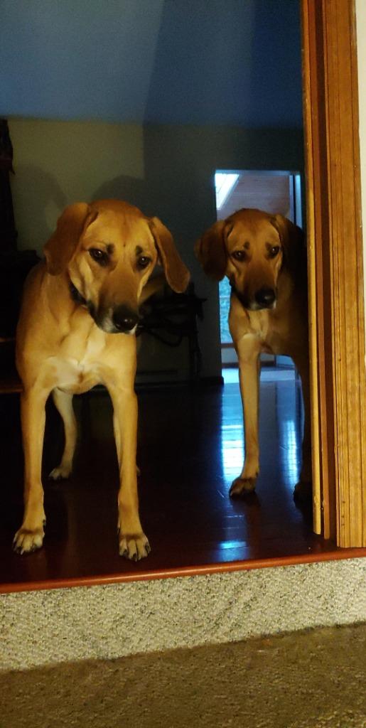 Enlarge Cowboy & Chloe **Courtesy Listing**, a Adoptable mixed breed in Peru, NY image 2/3