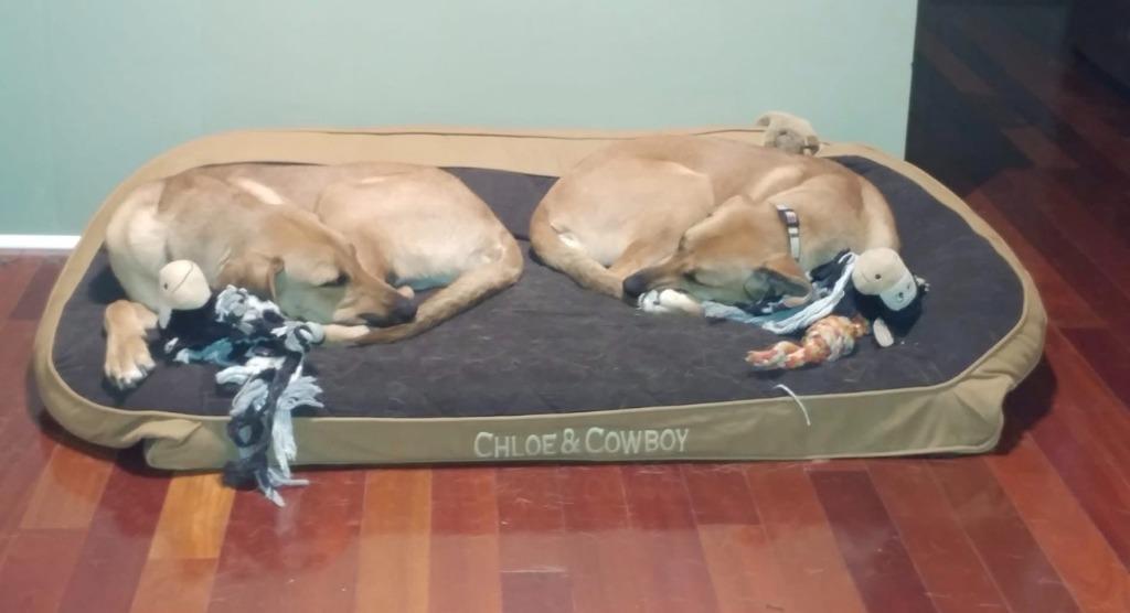 Enlarge Cowboy & Chloe **Courtesy Listing**, a Adoptable mixed breed in Peru, NY image 3/3