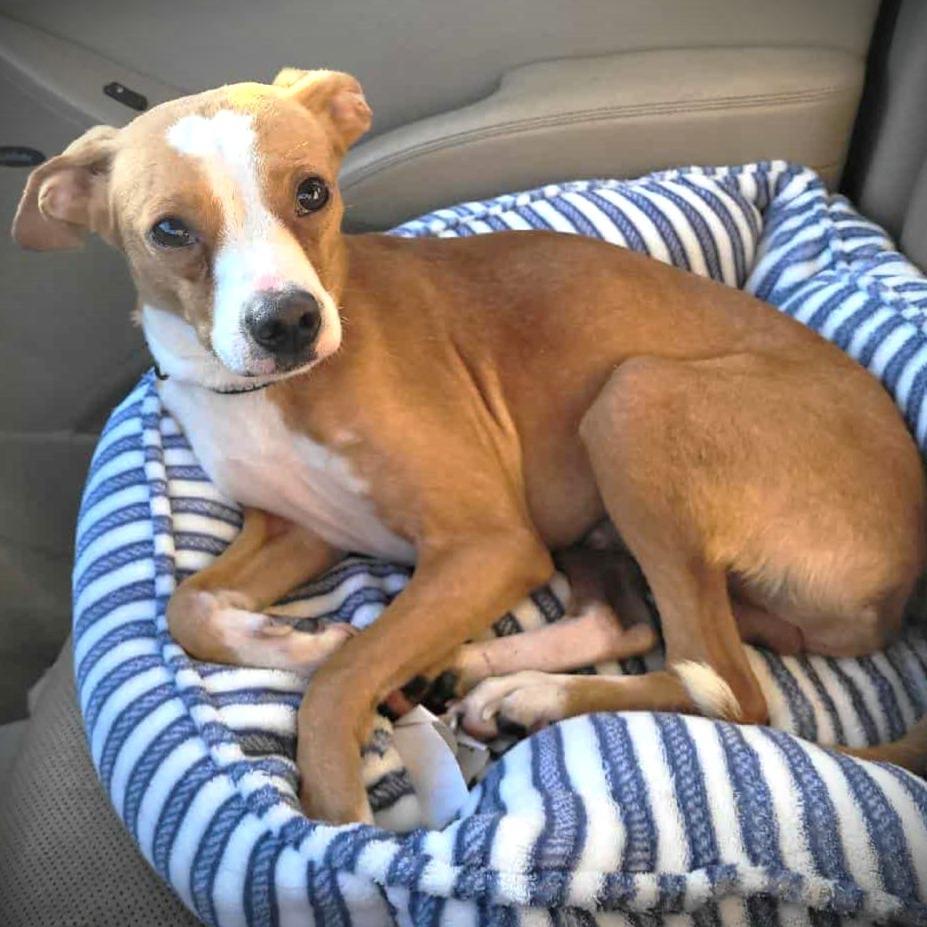 Bruiser, Adoptable, Adult Male Chihuahua.