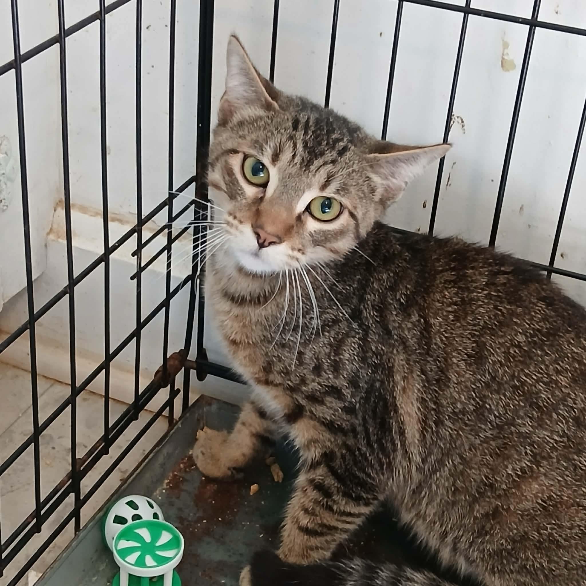 Enlarge Freda, a Adoptable Domestic Short Hair in Dyersburg, TN image 3/4