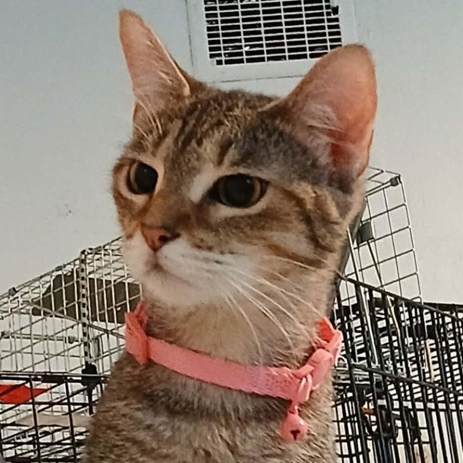 Enlarge Freda, a Adoptable Domestic Short Hair in Dyersburg, TN image 4/4